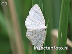 vlinder (5308*3981)
